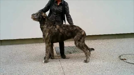 de la pierre oiseau - ITHOS MEILLEUR PUPPY A BOURG EN BRESSE