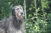 DÉSOLÉE, TOUS LES CHIOTS SONT RESERVES