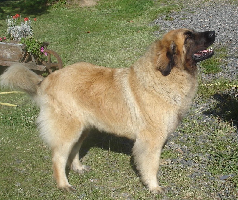 Valse de la pierre oiseau