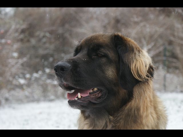 Caraïbe de la pierre oiseau