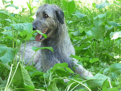 Deagol de la pierre oiseau