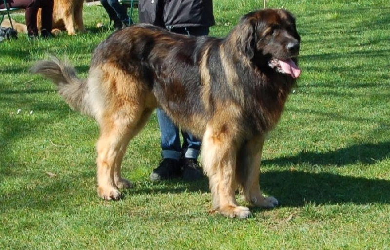Falco de la pierre oiseau