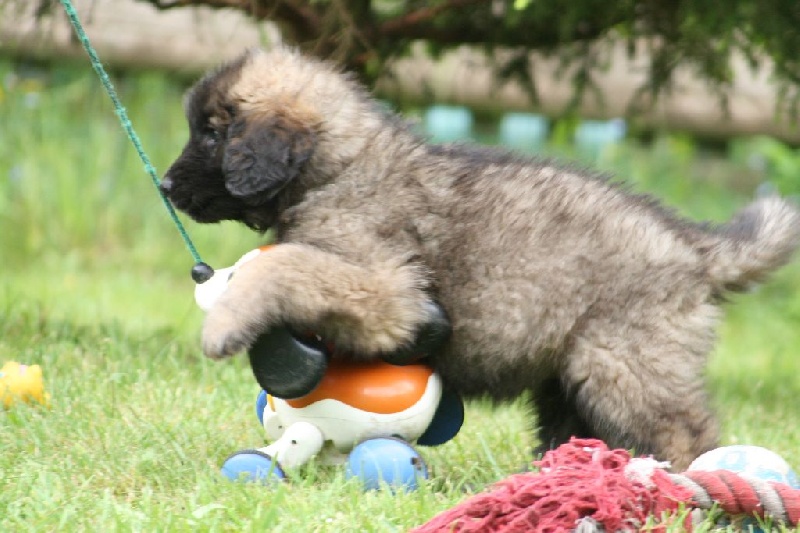 Jude simba de la pierre oiseau