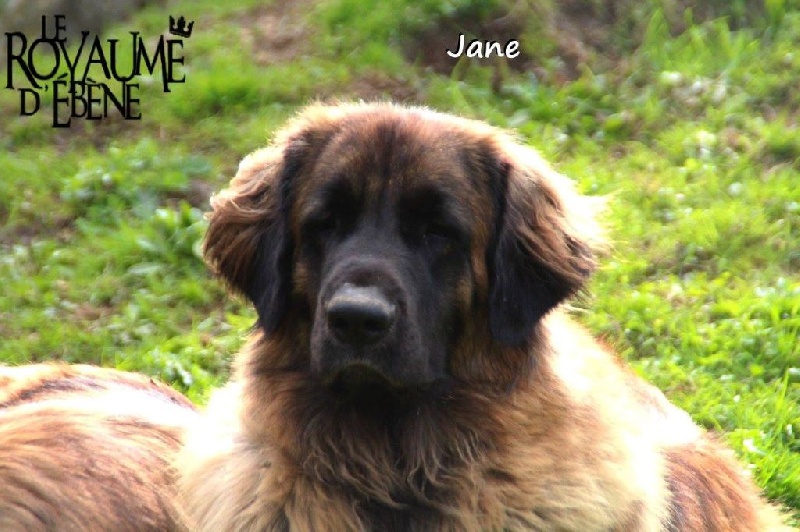 'jane' doe de la pierre oiseau