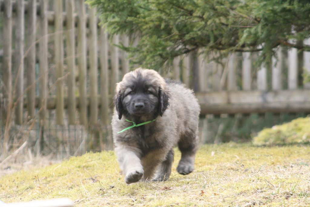 de la pierre oiseau - Leonberger - Portée née le 23/01/2018