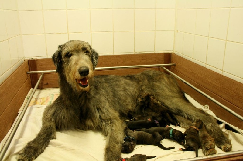 Chiot Levrier Irlandais de la pierre oiseau